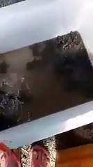 Hundreds of baby sea turtles found in Leyte