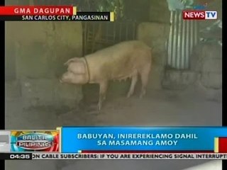 BP: Babuyan, inirereklamo dahil sa masamang amoy