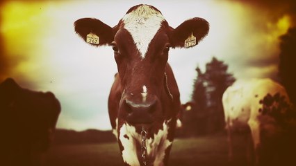 Steve ‘n’ Seagulls - Aces High