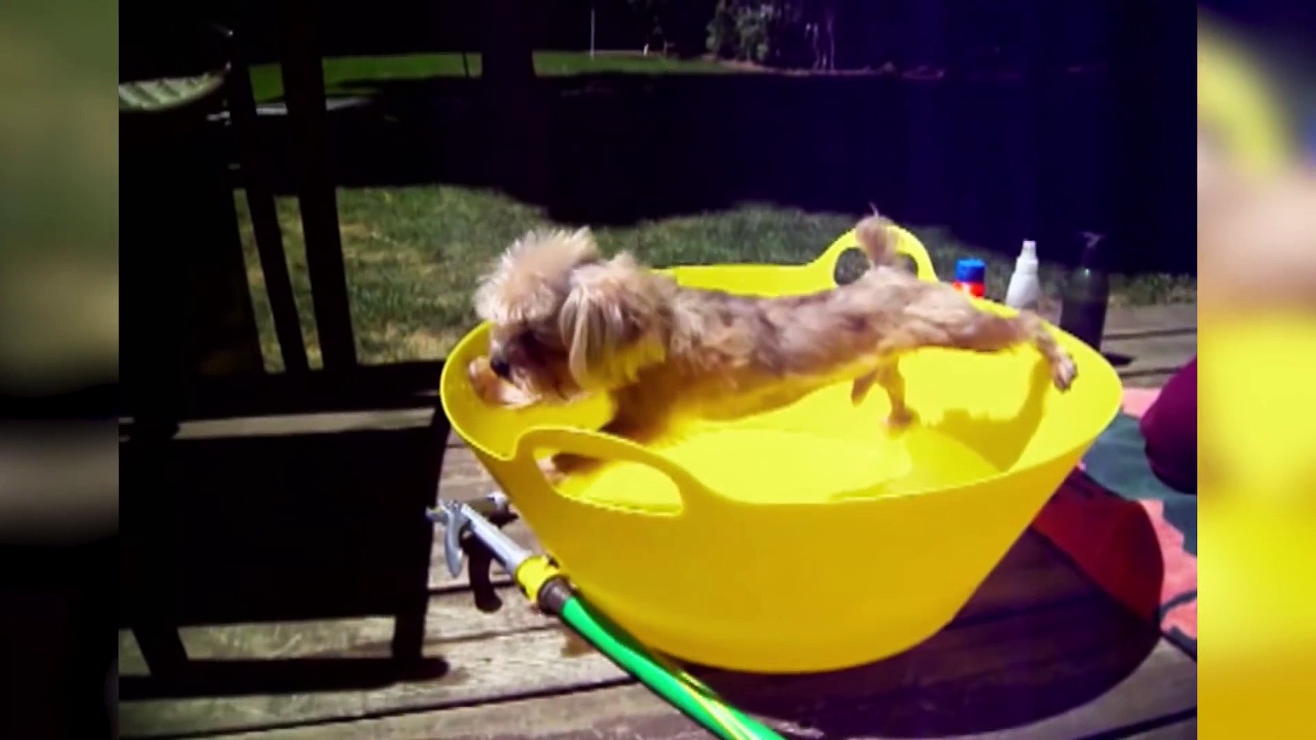 ⁣Funniest Pets Hate Taking Baths Home Videos of 2016 Weekly Compilation - Funny Pet Videos