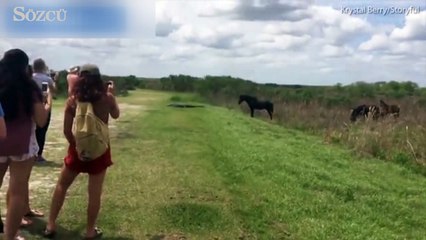 At ile timsahın mücadelesi