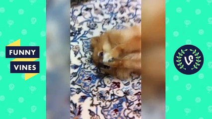 ULTIMATE TRY NOT to LAUGH or GRIN - Funny Animals Compilation
