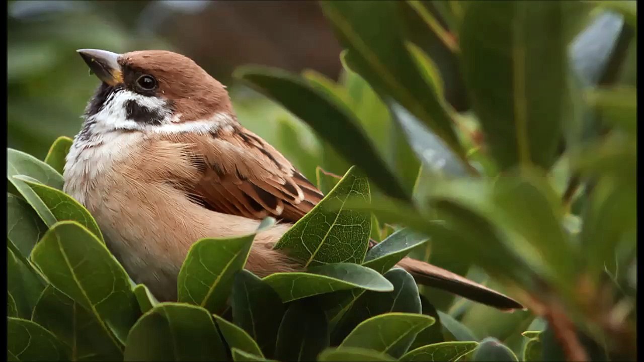 Réveil de la nature. Chant matinal des oiseaux
