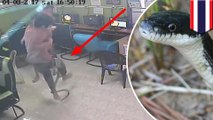 Snake attack: internet cafe patrons surprised by snake, all hell breaks loose - TomoNews