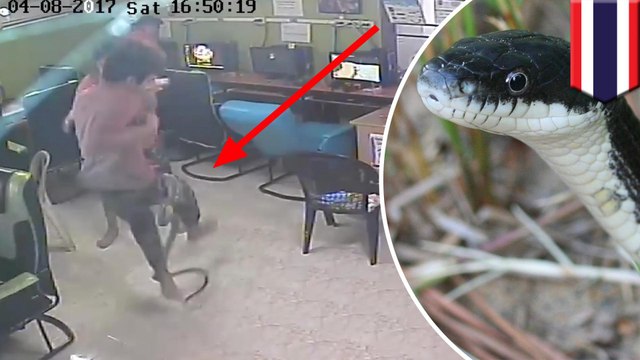 Snake attack: internet cafe patrons surprised by snake, all hell breaks loose - TomoNews
