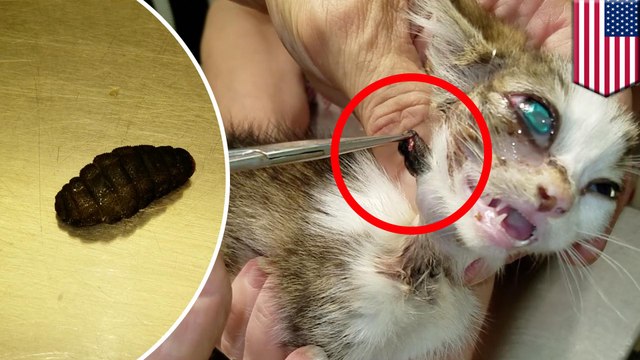 Cuterebra removal: vet surgically removes two huge fly larva from tiny kitten’s body - TomoNews