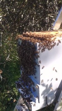 Récupération essaim abeilles Avril 2017