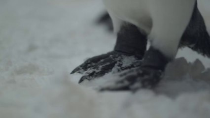 Playing with penguins - Dubai - Emirates