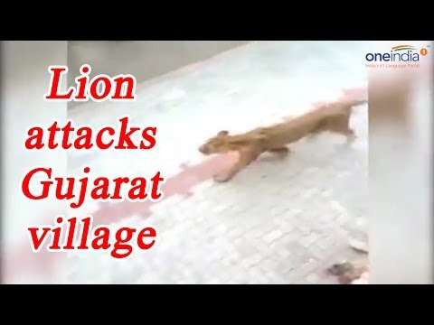 Lioness attacks village in Gujarat, Creating panic, Watch Video | Oneindia News