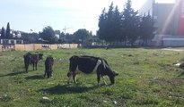 İstanbul’un göbeğinde başıboş inekler şaşırttı