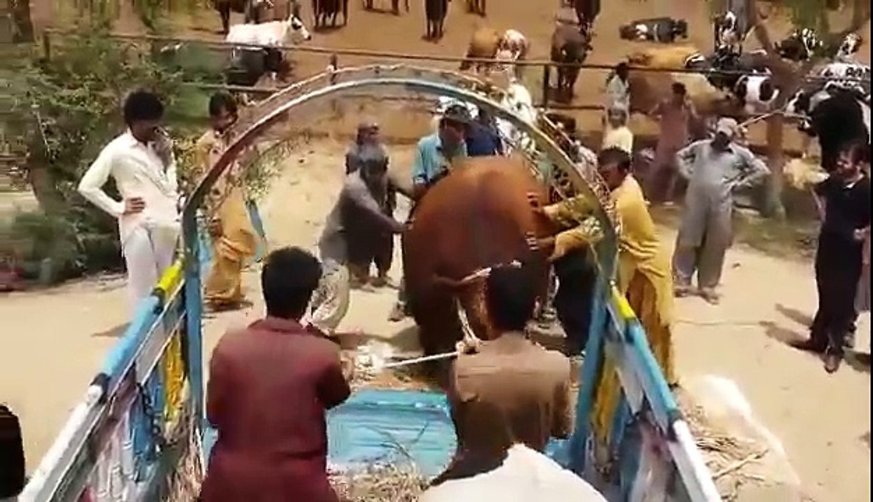 -- Heaviest -- Bull Qurbani -- 2015 -- 2017 -- Sheikh irfan Ullah -- Karachi -- - YouTube