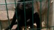 Il se fait voler son iPhone par un singe dans une cage