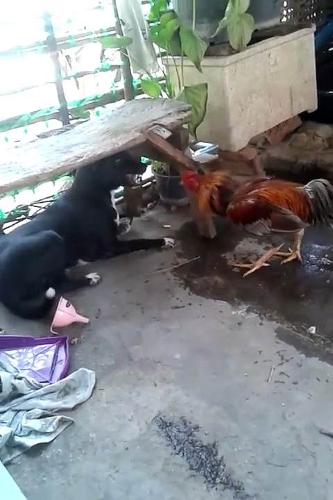 Coq VS Chien.... Le poulet il a pas peur!!!