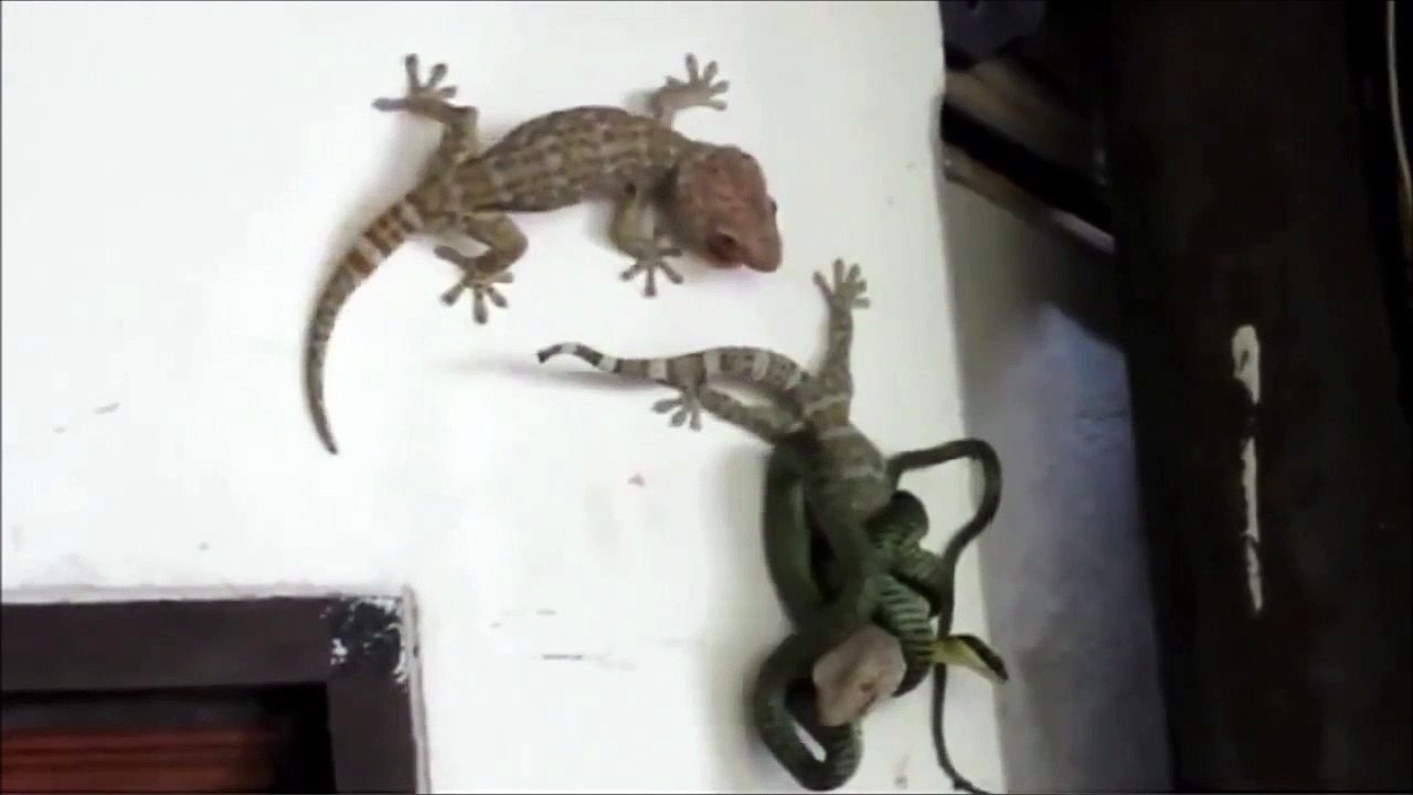 Un lézard vient en aide à un autre lézard attaqué par un serpent... Solidarité animale