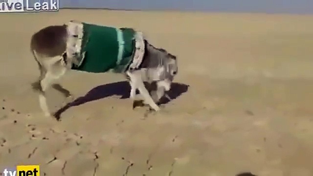 Eşşeğe Atarlanan Tilkinin Hazin Sonu