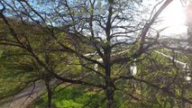 Hautes Alpes : le printemps dans les vergers de Tallard by drone