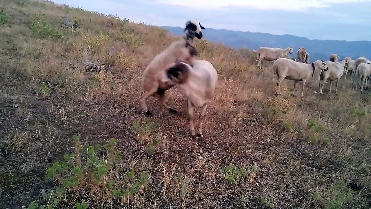 Koyun ile Koçun Çiftleşme Anı