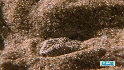 A Snake hides under the sand to catch a Lizard