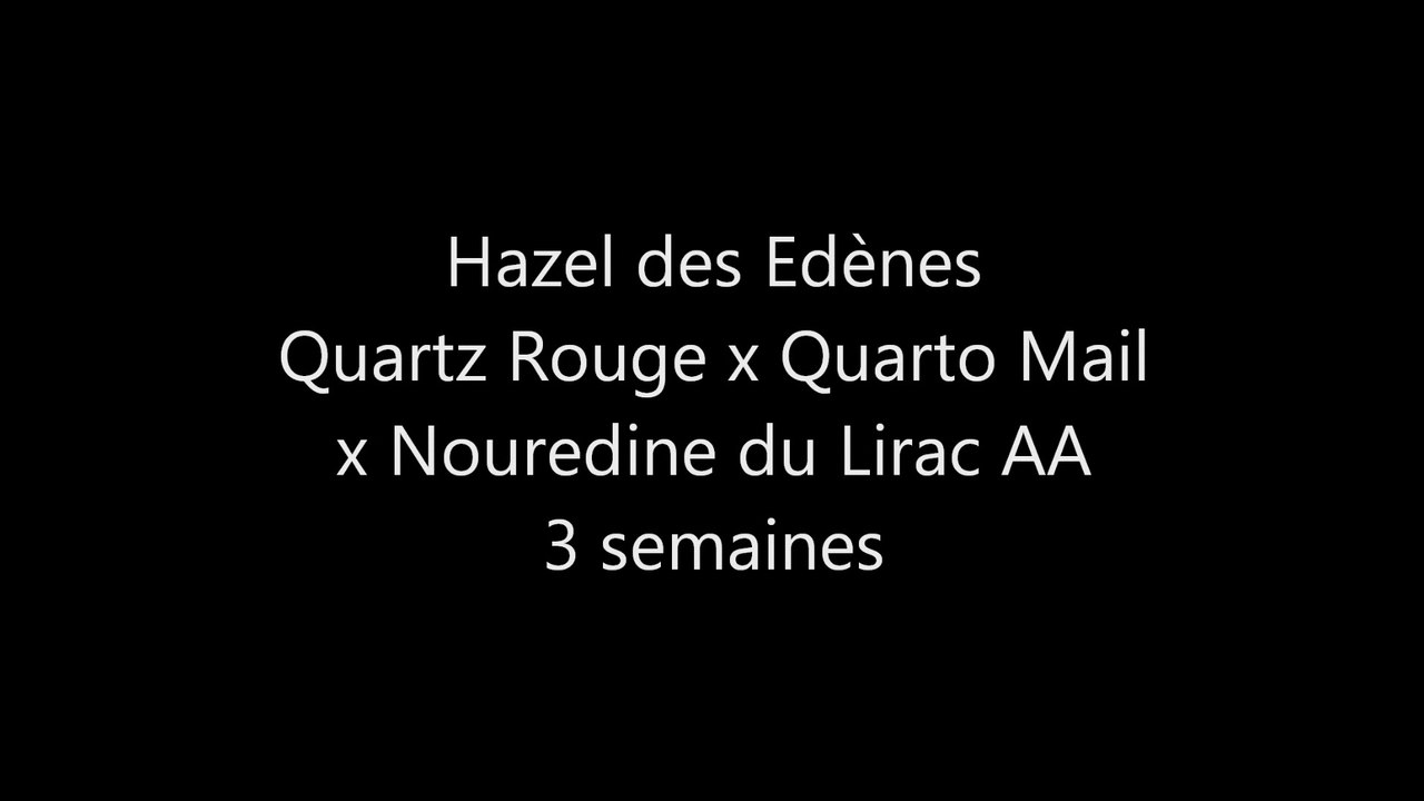 Hazel des Edènes 3 semaines