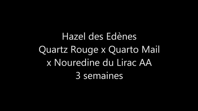 Hazel des Edènes 3 semaines