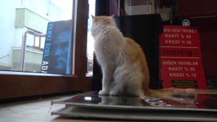 El Bab'tan Gelen 'Barış' Yeni Yuvasını Sevdi