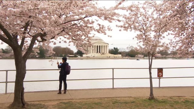 الجزيرة هذا الصباح- الأميركيون يحتفلون بموسم أزهار الكرز