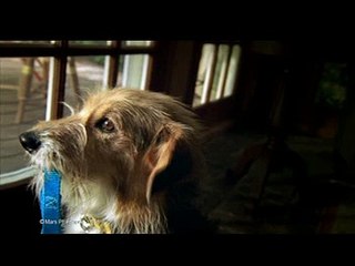 'PEDIGREE DENTASTIX SUBTLE' (STOUT - WESTBROOK)2553365411