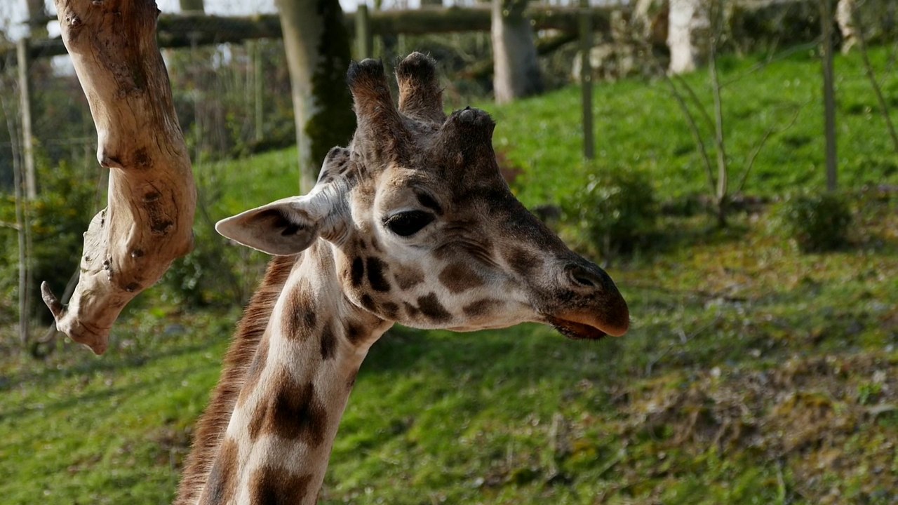 A la découverte des soigneurs des girafes de Pairi Daiza
