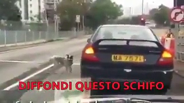 ABBANDONA IL SUO CANE E SCAPPA IN AUTO!!! NON ABBANDONARE IL TUO AMICO A QUATTRO ZAMPE ..