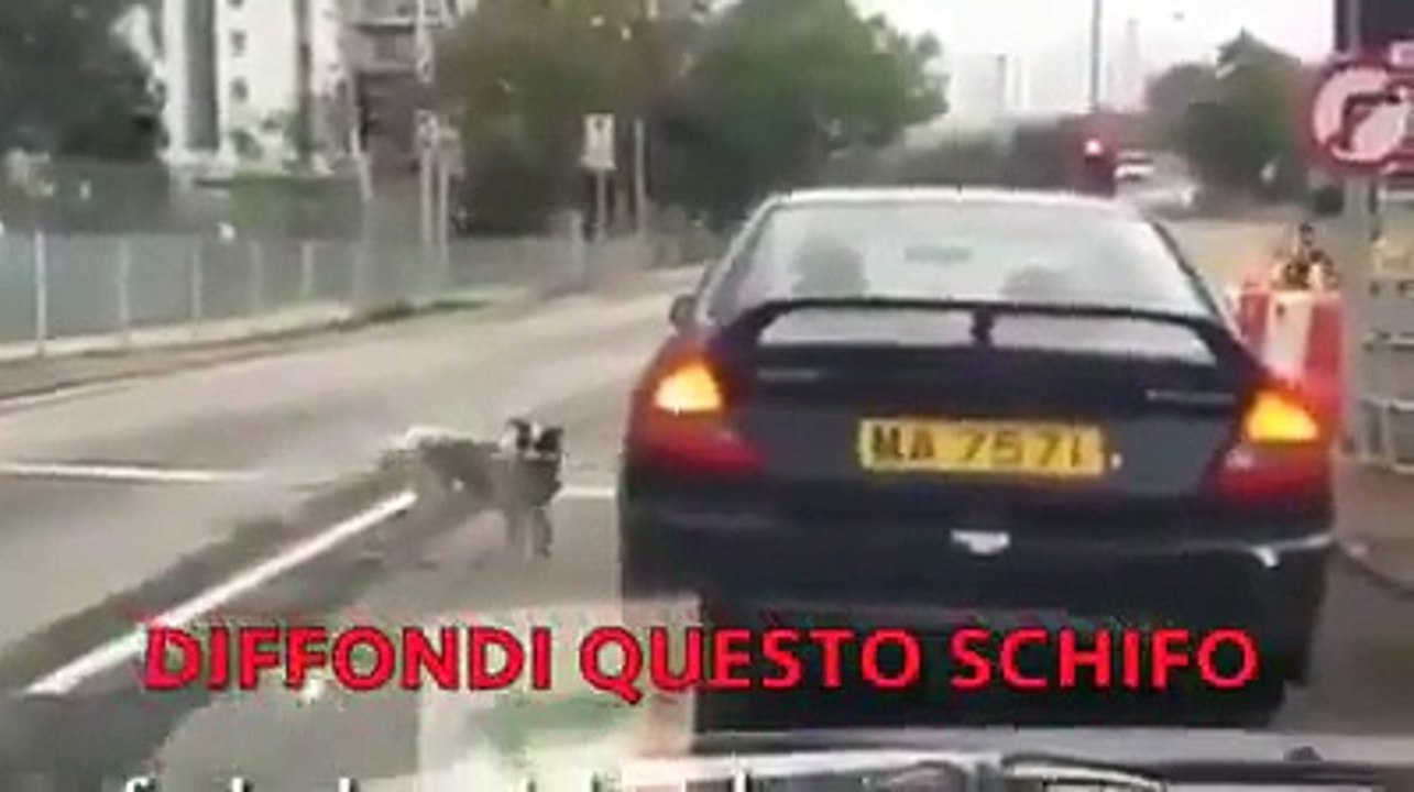 ABBANDONA IL SUO CANE E SCAPPA IN AUTO!!! NON ABBANDONARE IL TUO AMICO A QUATTRO ZAMPE ..