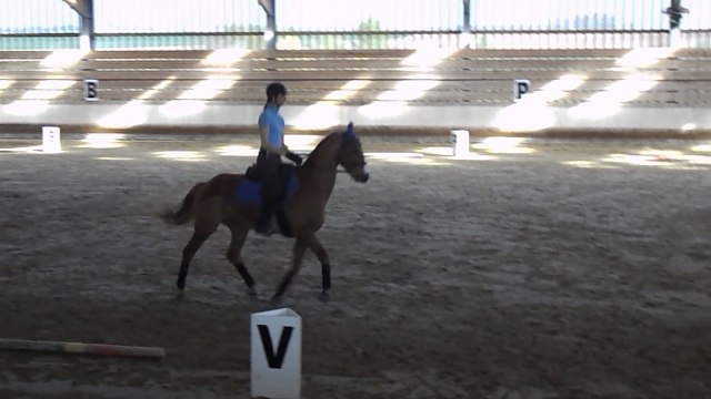 Ody - Dressage: pas d'école, trot passager, piaffer - 9 avril 2017