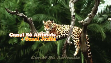 POMBO E SUA INCRIVEL JORNADA PELA AMADA, DAILY