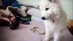Funny and super cute white swiss shepherd puppy675tyu 747547