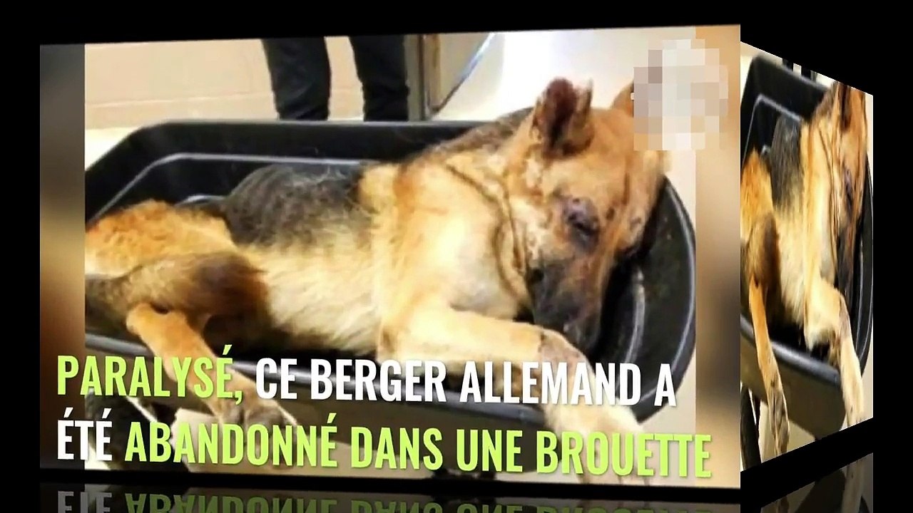 Entièrement paralysé, ce chien a été abandonné par son maître dans une brouette !