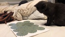 Cat mesmerized by optical illusion OMG VIDEO