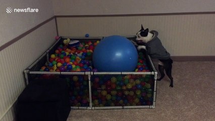 Cute dog vs yoga ball