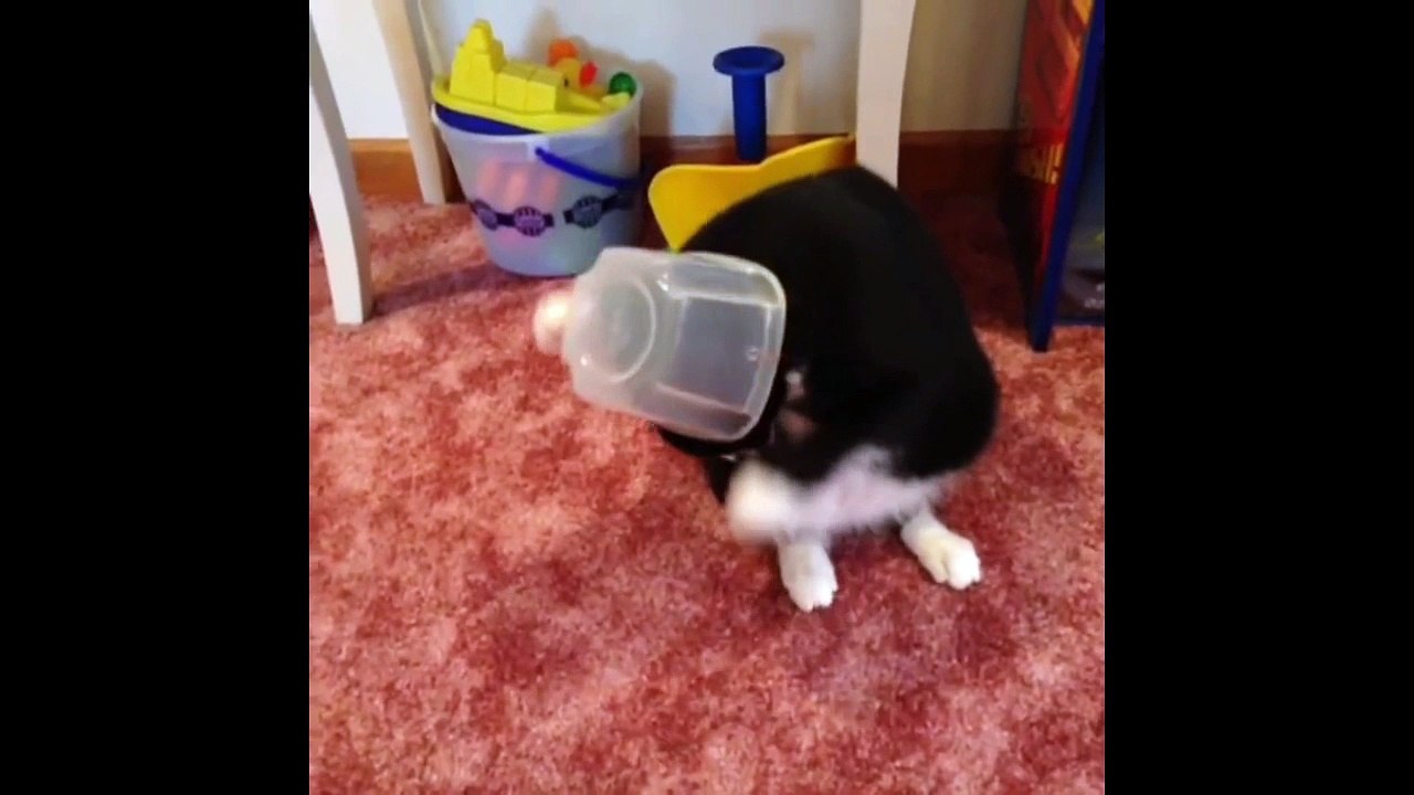 New funny cats Vines Compilation