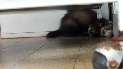 Miska  furette de 2 mois