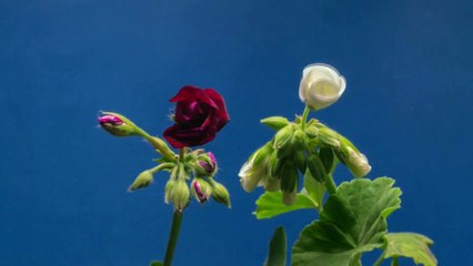 BHU 임신중절상담 [임신수술  aaww2277@gmail.com ~메일로 문의하세요.] 낙태가능한병원