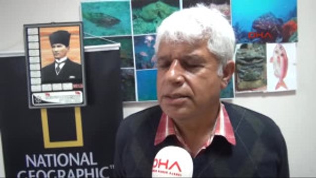 Antalya Göçmen' Denizanaları Antalya Kıyılarında Ek Röportaj