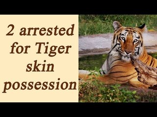 Maharashtra: Two arrested for Tiger skin possessing | Oneindia News