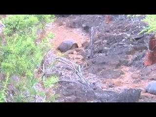 LA MISSISSIPPI - "BUENAS NOCHES"