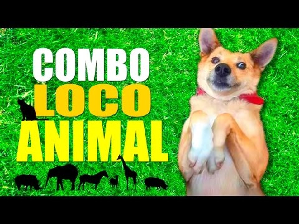 COMBO LOCO ANIMAL