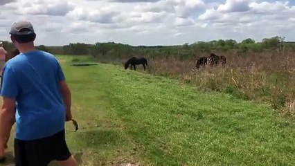 Un cheval s'attaque sauvagement à un alligator  (1)