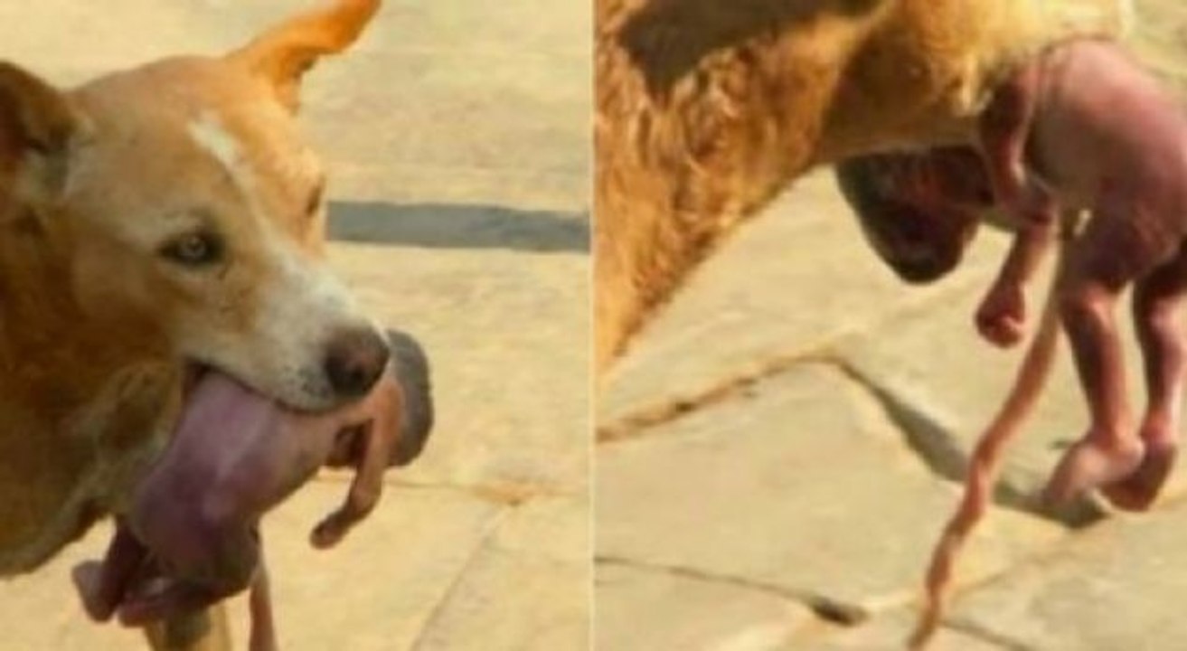 Qeni i shpëton jetën foshnjës së sapolindur të cilën nëna e kishte hedhur në plehra (Video)