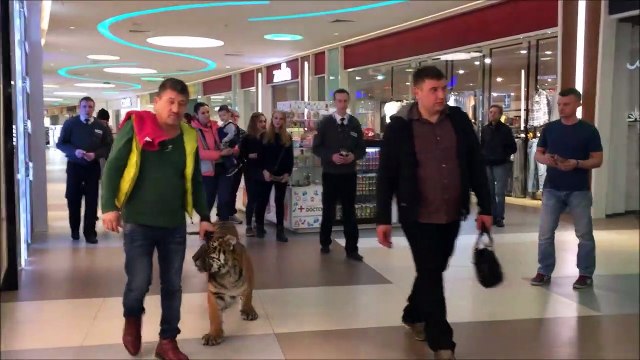 Un homme russe se promène avec un tigre dans un centre commercial