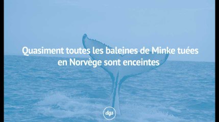 Épouvantable : quasiment toutes les baleines de Minke tuées en Norvège sont enceintes