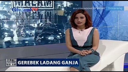 Petugas Gabungan Temukan Ratusan Ganja Siap Panen di Mandailing Natal