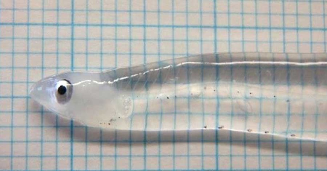 Transparent Fish