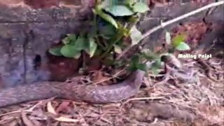 Snake Eating Snake ... Rare Video Must Watch